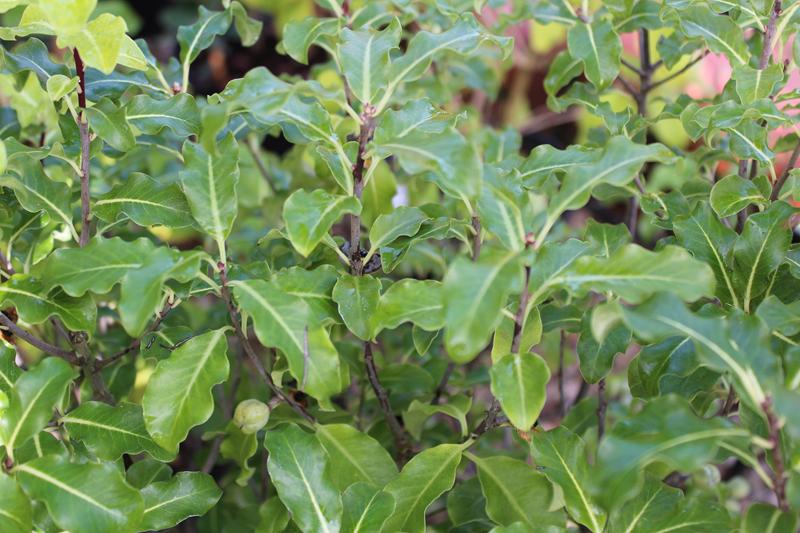 Pittosporum tenuifolium 'Golden King'-0