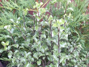 Pittosporum tenuifolium-0