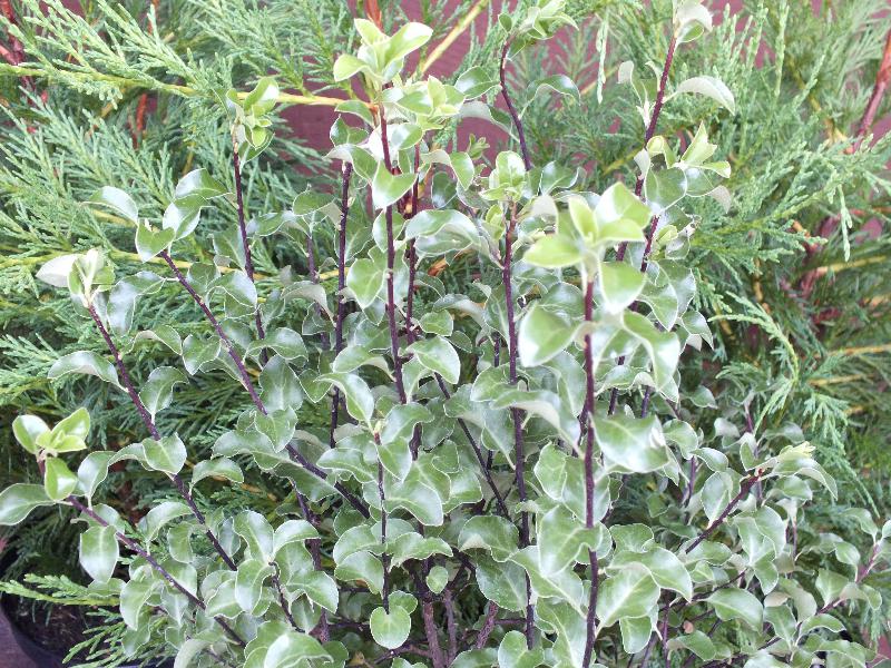 Pittosporum tenuifolium-0