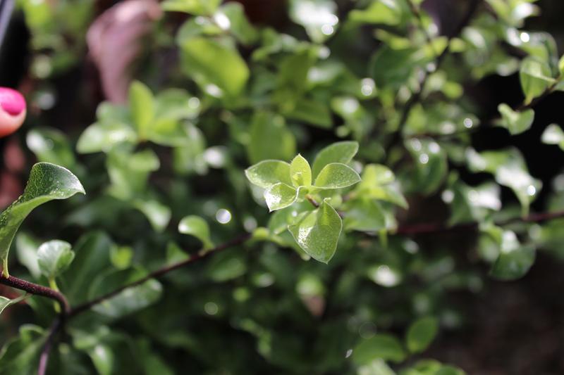 Pittosporum tenuifolium-7494