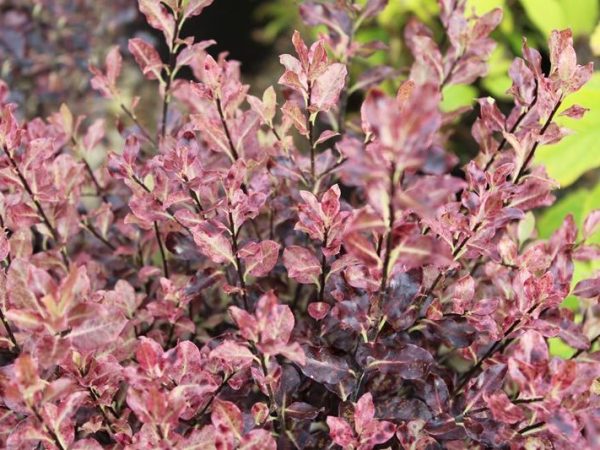 Pittosporum tenuifolium 'Tom Thumb' 5L-0