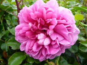 Rosa 'Princess Anne' (Auskitchen)-0