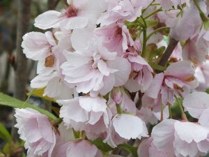 Prunus 'Amanogawa'-0