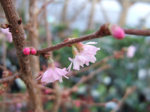 Prunus x subhirtella 'Autumnalis Rosea'-0