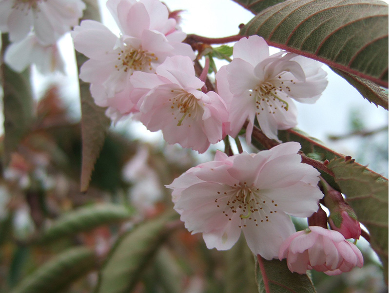 Prunus x subhirtella 'Autumnalis Rosea'-7175