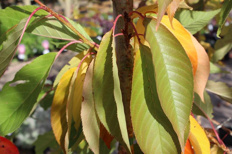 Prunus 'Beni-yutaka'-7591