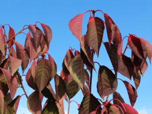 Prunus 'Beni-yutaka'-0