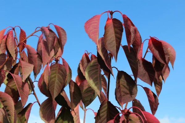 Prunus 'Beni-yutaka'-0