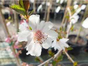 Prunus 'Hally Jolivette'-0