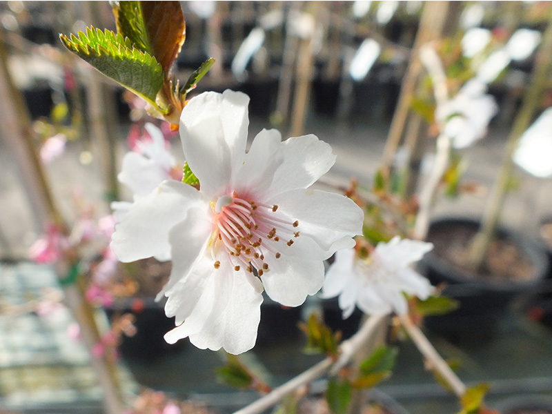 Prunus 'Hally Jolivette'-0