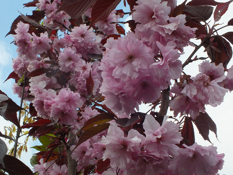 Prunus 'Royal Burgundy'-7181