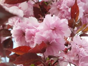 Prunus 'Royal Burgundy'-0