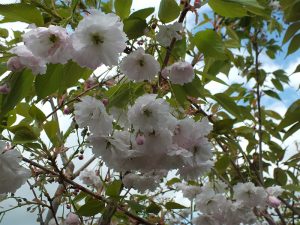 Prunus 'Shirotae'-0