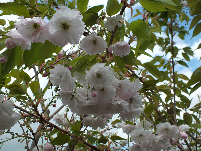 Prunus 'Shirotae'-0