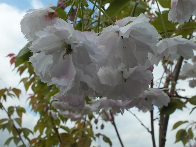 Prunus 'Shirotae'-7600