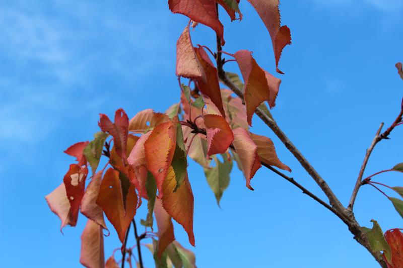 Prunus 'Shirotae'-7599
