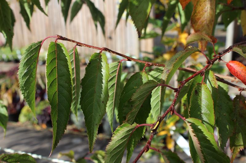 Prunus x subhirtella 'Autumnalis Rosea'-7602