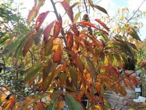 Prunus 'Ukon'-0