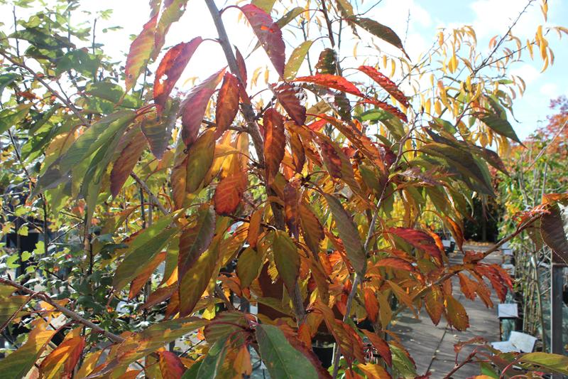 Prunus 'Ukon'-0