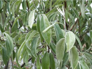 Pyrus elaeagnifolia 'Silver Sails'-0