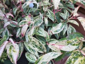 Leucothoe fontanesiana 'Rainbow'-0
