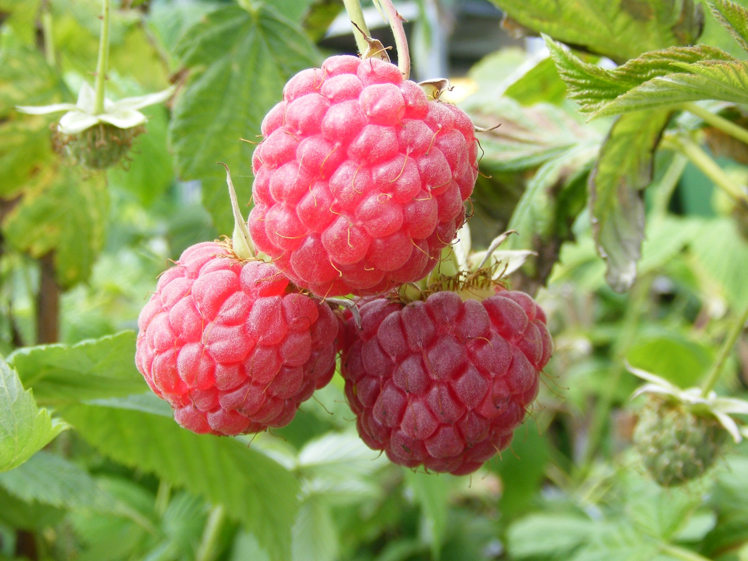 Raspberry 'Glen Magna' (10 Canes)-0