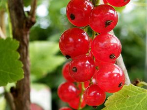 Redcurrant 'Laxton's No.1'-0