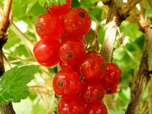 Redcurrant 'Rosetta'-0