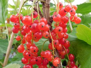 Redcurrant 'Rovada'-0