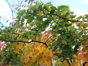 Robinia pseudoacacia 'Lace Lady' ('Twisty Babe')-0
