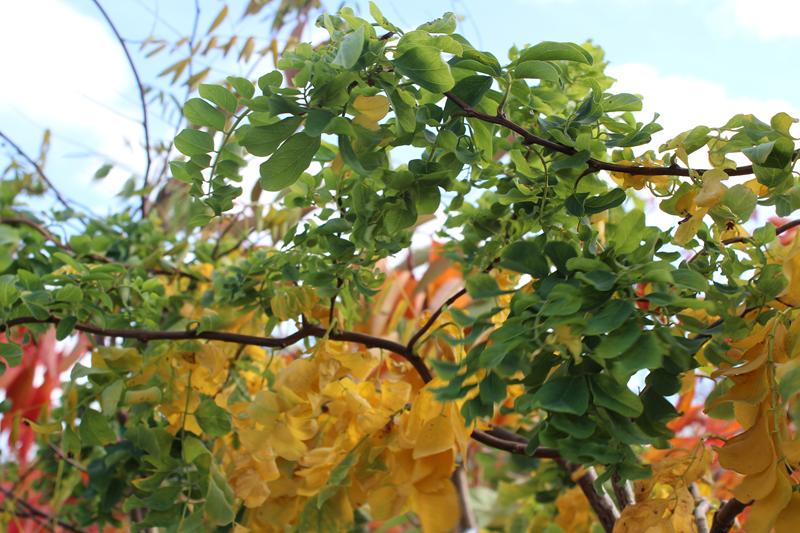 Robinia pseudoacacia 'Lace Lady' ('Twisty Babe')-0