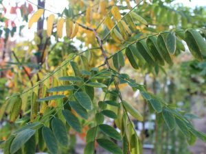 Robinia x slavinii 'Hillieri'-0