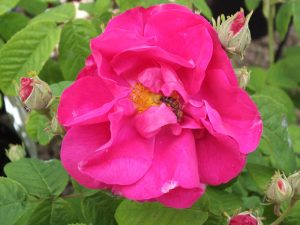 Rosa gallica officinalis-0
