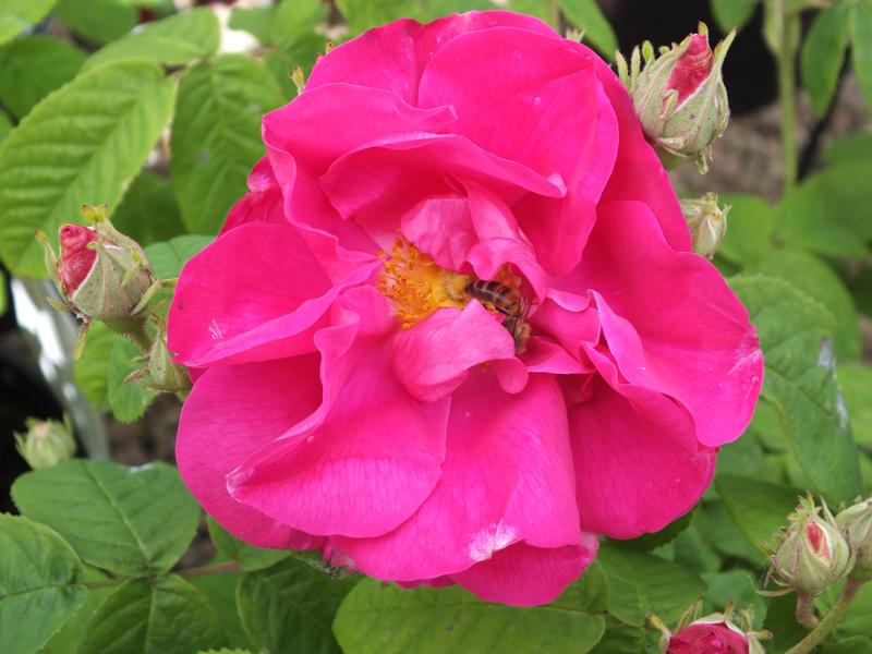 Rosa gallica officinalis-0
