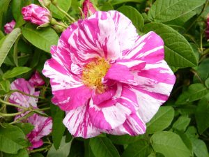 Rosa gallica 'Versicolour'-0