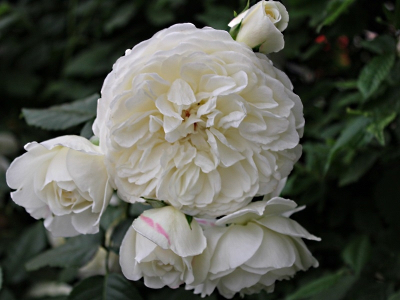 Rosa 'Tranquillity' ® (Ausnoble)-15427