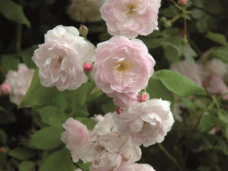 Rosa 'Blush Noisette'-10710