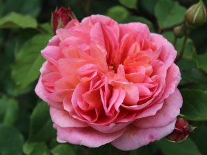 Rosa 'Boscobel' ® (Auscousin)-0