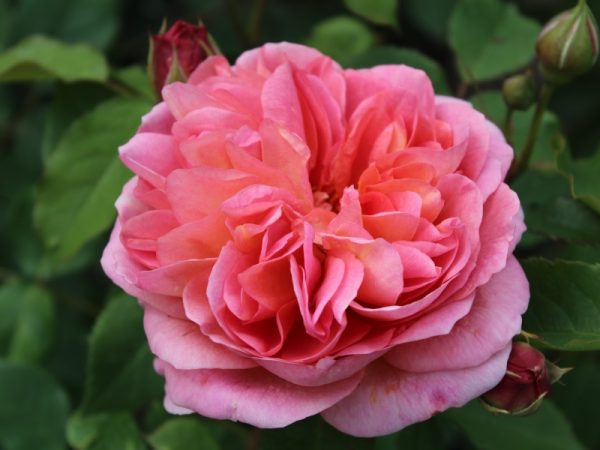 Rosa 'Boscobel' ® (Auscousin)-0
