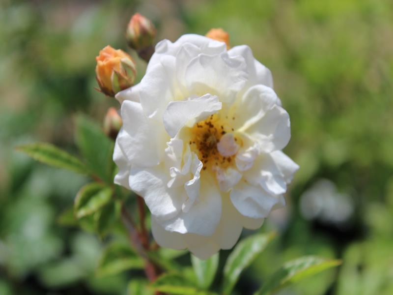 Rosa DA Rambing 'Ghislaine de Feligonde'-10295