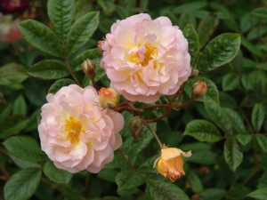 Rosa DA Rambing 'Ghislaine de Feligonde'-0