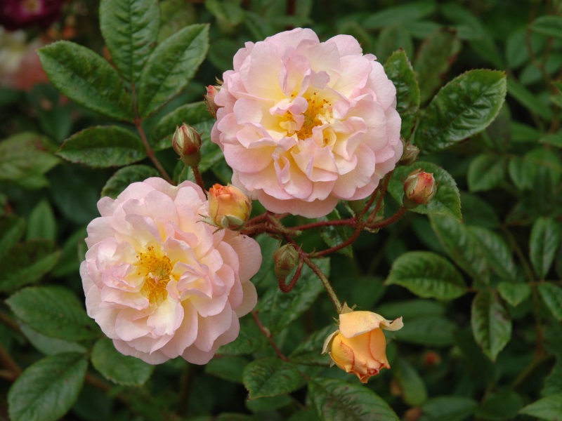 Rosa DA Rambing 'Ghislaine de Feligonde'-0