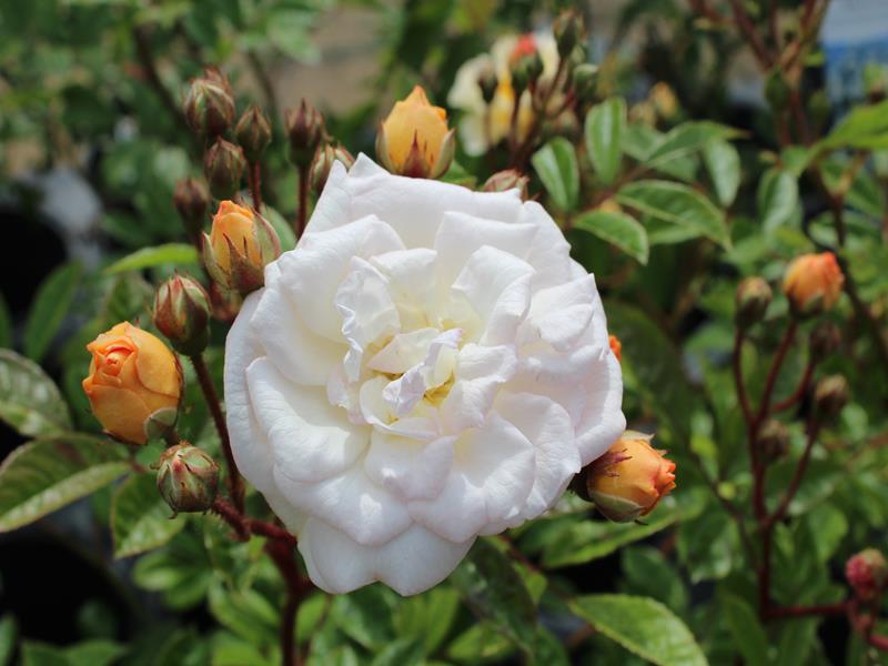 Rosa DA Rambing 'Ghislaine de Feligonde'-10296