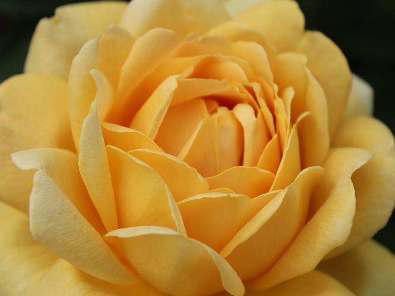 Rosa Golden Wishes ('Poulsun')-10297