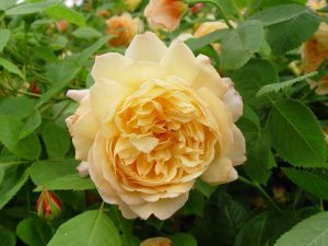 Rosa 'Grace' (Auskeppy)-0