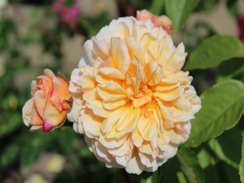 Rosa 'Port Sunlight' ® (Auslofty)-10305
