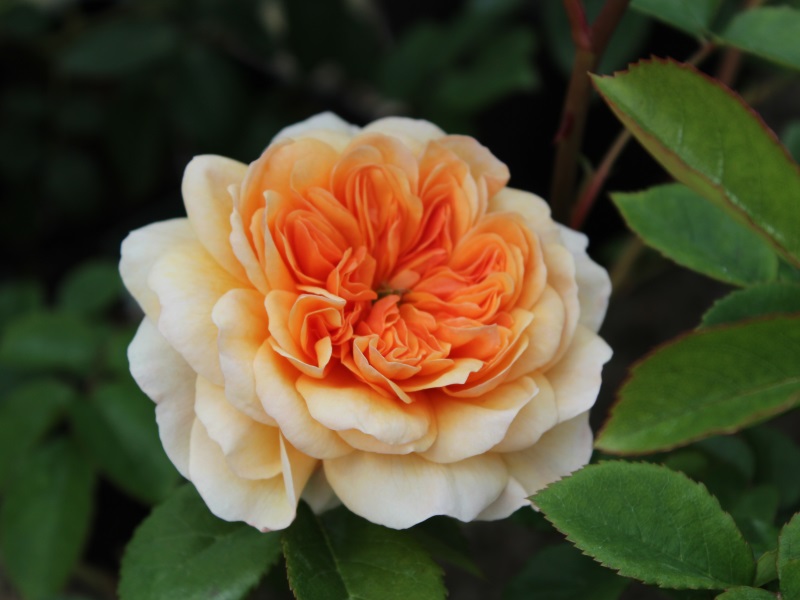 Rosa 'Port Sunlight' ® (Auslofty)-0