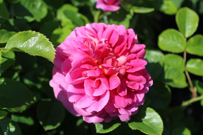 Rosa 'Princess Anne' (Auskitchen)-9286