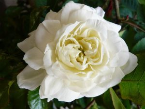 Rosa 'Susan Williams-Ellis' ® (Ausquirk)-0