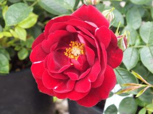 Rosa Sweet Wishes ('Poulpah032')-0